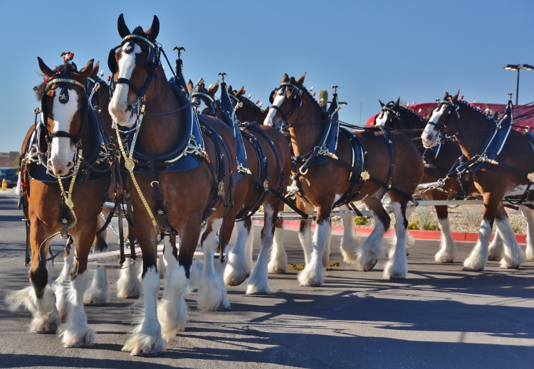 Clydesdale horses